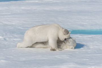 Plakat Two young wild polar bear cubs playing on pack ice in Arctic sea, north of Svalbard