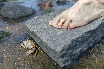 A crab under threat