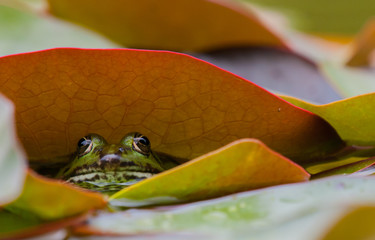Green frog hiding under water lily leaf