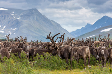 Large herd of reindeer in the tundra in the background of the mountains, Yamal