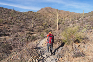 Woman hiking amidst the saguaros on the King Canyon Trail in the Tucson Mountains area of Saguaro National Park, Arizona.