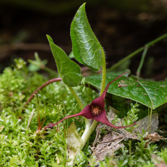 Long-Tailed Ginger (Asarum caudatum) growing in Old-Growth Douglas Fir forest in the Pacific...
