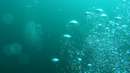 Obraz premium under the sea