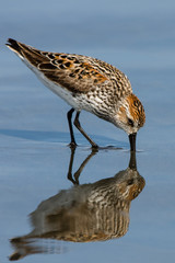 Western Sandpiper (Calidris mauri) feeding. Washington Coast. USA.