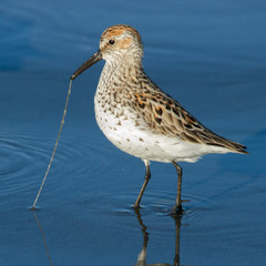 Pull hard! Western Sandpiper (Calidris mauri) captures a marine worm. Washington Coast. USA.