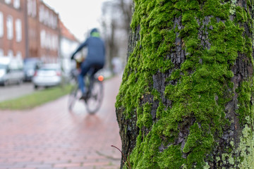Tree covered with moss and cyclist