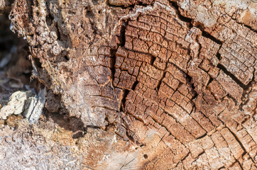 Old and decayed interface of a felled tree