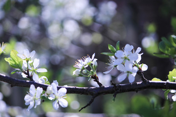 Beautiful flowers on the tree branches in the garden