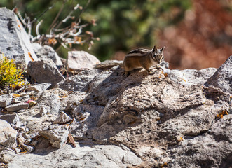 Chipmunk on rocks
