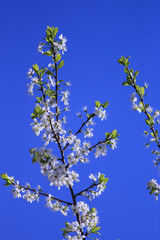 Flowers on the tree branches. Blue sky. Sunny day