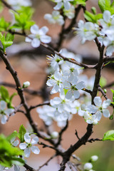 First flowers in the garden. Spring vibes.