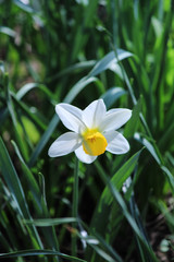 White daffodil in the garden. Copy space. Place for text. Green background