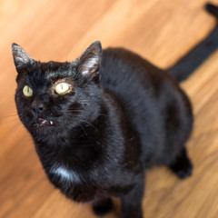 czarny kot oczekuje na nagrodę - obrazy, fototapety, plakaty