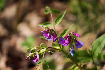 First spring flowers. Beautiful nature