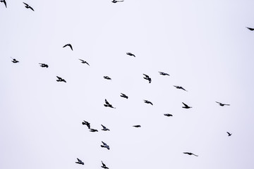 Flying birds. Black doves