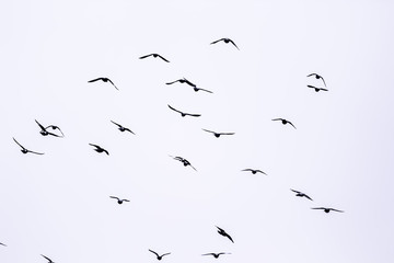 Flying birds on the white background