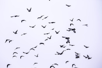 flock of birds flying in the sky. White background.