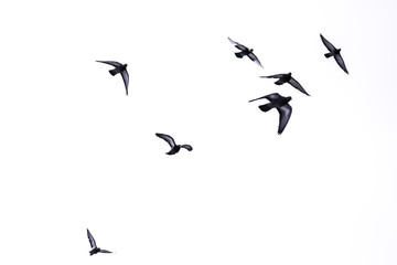 Flying birds. White background.