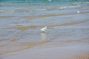 bird, seagull, sea, water, beach, gull, nature, 