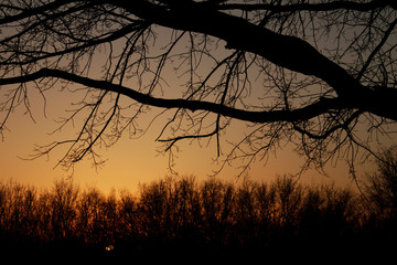 Silhouette of a tree in the background of a fiery sunset