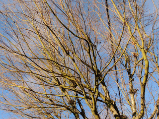 A dried tree with many branches and twigs with no leaves against a blue sky background
