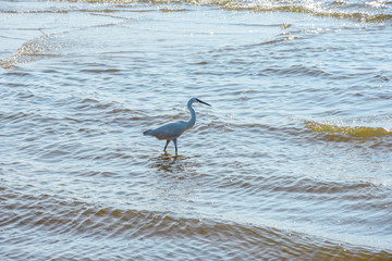 bird, seagull, sea, water, beach, gull, nature, 