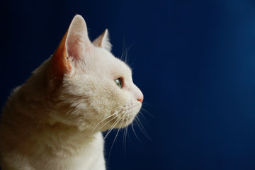 The cute domestic white cat with green eyes on a blue background