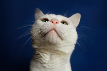 The cute domestic white cat with green eyes on a blue background