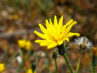 yellow flower