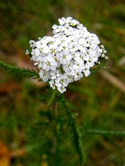 white flowers in garden