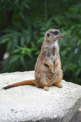 meerkat on guard