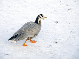 duck in the snow