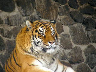 tiger in zoo