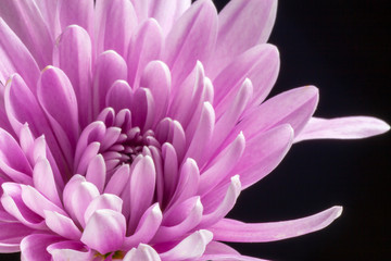 Macro view of a pink chrysanthemum