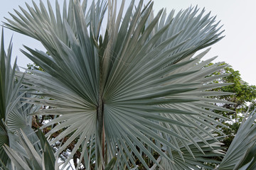 Feuilles lisses de palmier Bismarck en Guyane française