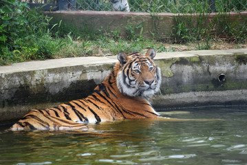 Tiger relaxing in the water