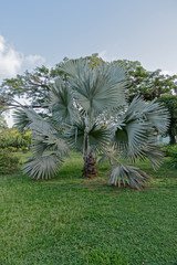 Beau palmier Bismarck en Guyane française