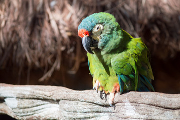 Parrot resting on a tree, Iguazu Falls, Argentina