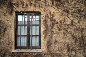 Window on the wall and ivy