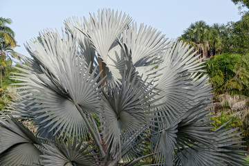 Majestueux palmier Bismark en Guyane française