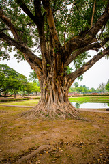 Fototapeta premium Parque histórico nacional em Sukhothai, Tailândia.