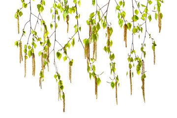 Birch twigs with catkins on a white background - obrazy, fototapety, plakaty