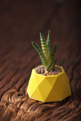 Hipster motivational set with succulent in painted in yellow color concrete planter. vertical orientation