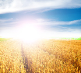Naklejka premium Wheat field against a blue sky