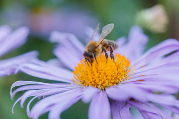 Aster alpinus or Alpine aster purple or lilac flower with a bee collecting pollen or nectar. Purple flower like daisy in a flower bed.