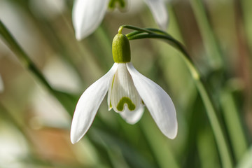 Fototapeta premium schneeglöckchen