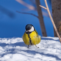 Bird tit on the snowdrift at cold winter day time.