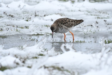 Ruff (Philomachus pugnax)