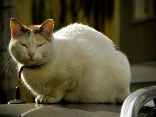 white cat with eyes closed