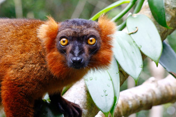 Cross between a Black Lemur (Eulemur macaco) and Crowned Lemur (Eulemur coronatus), Madagascar, Africa
